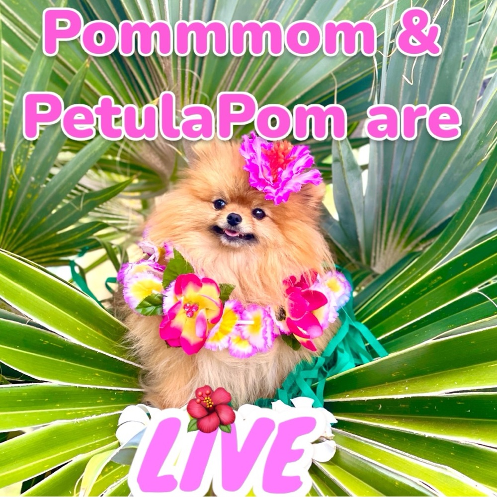 🌺LIKE THIS TO BE NOTIFIED WHEN @POMMMOM & PETULAPOM GO LIVE 🌺 MAHALO
